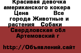 Красивая девочка американского кокера › Цена ­ 35 000 - Все города Животные и растения » Собаки   . Свердловская обл.,Артемовский г.